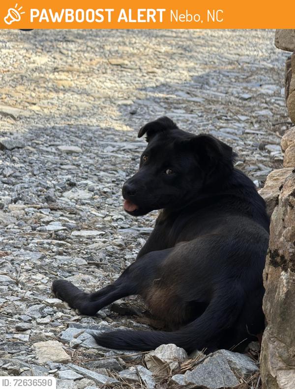 Found/Stray Male Dog last seen Kingfisher camp, Nebo, NC 28761