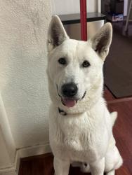 Lost Male Dog last seen Near marine ave, 가데나, CA 90247