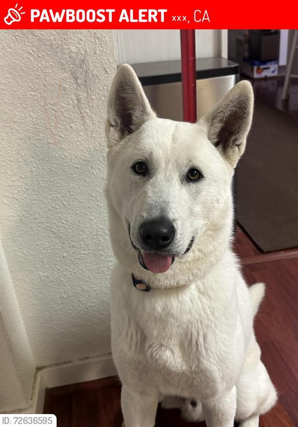 Lost Male Dog last seen Near marine ave, 가데나, CA 90247