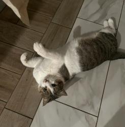 Lost Male Cat last seen Most prominent description is the old golf course on 45th AVE SW, by the Homeward Bounc Animal Clinic. Going up that street there’s a crossroad, if you continue going left, you’ll make it into Berkshire RD SW. , Rochester, MN 55902