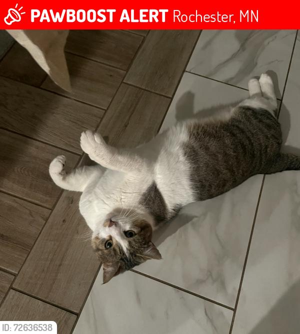 Lost Male Cat last seen Most prominent description is the old golf course on 45th AVE SW, by the Homeward Bounc Animal Clinic. Going up that street there’s a crossroad, if you continue going left, you’ll make it into Berkshire RD SW. , Rochester, MN 55902