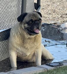 Lost Male Dog last seen Flor Gloriosa Dr, Socorro, TX 79927