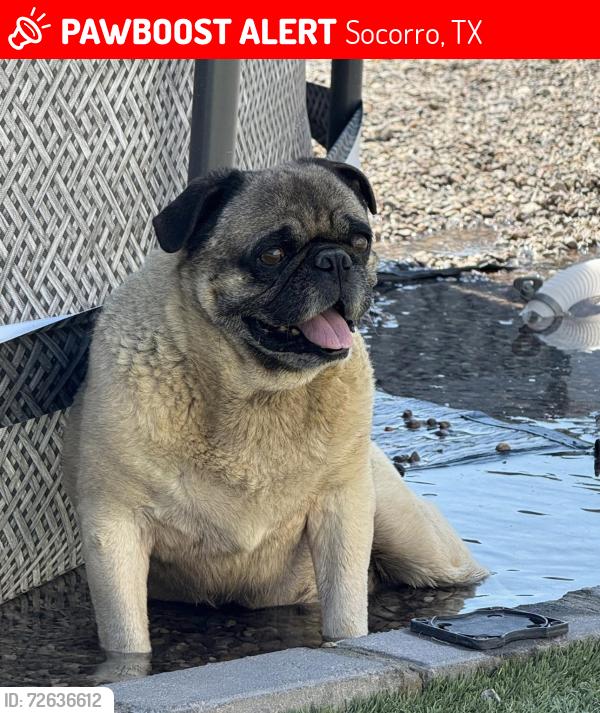Lost Male Dog last seen Flor Gloriosa Dr, Socorro, TX 79927