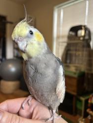 Lost Male Bird last seen Tyrone, St. Petersburg, FL 33710