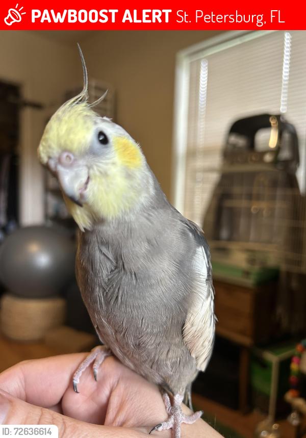 Lost Male Bird last seen Tyrone, St. Petersburg, FL 33710