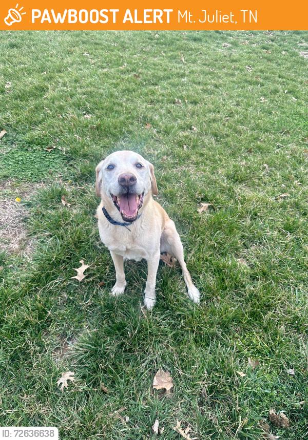 Found/Stray Female Dog last seen Vivrett Lane & Beckwith Rd, Mt. Juliet, TN 37122