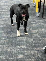 Found/Stray Male Dog last seen Clear creek rd, Hendersonville, NC 28792