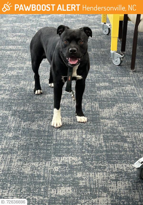 Found/Stray Male Dog last seen Clear creek rd, Hendersonville, NC 28792