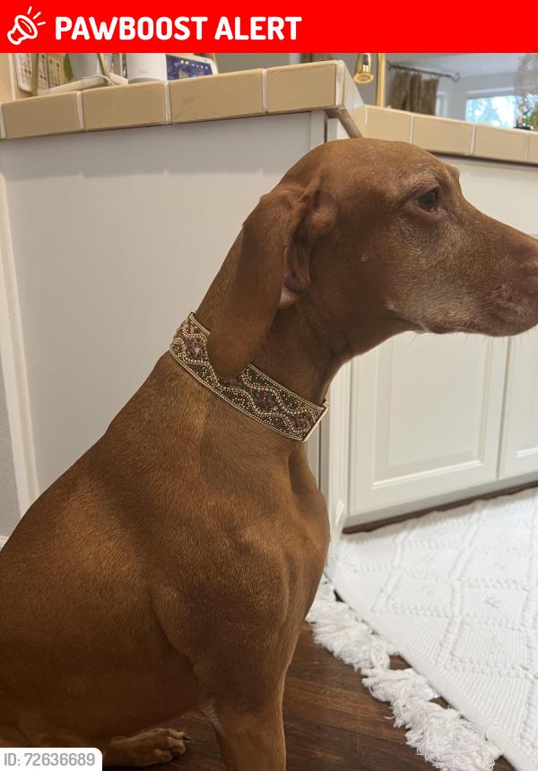 Lost Female Dog last seen Hole 4 on golf cypress golf course , Sun City Hilton Head, SC 29909