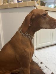 Lost Female Dog last seen Hole 4 on golf cypress golf course , Sun City Hilton Head, SC 29909