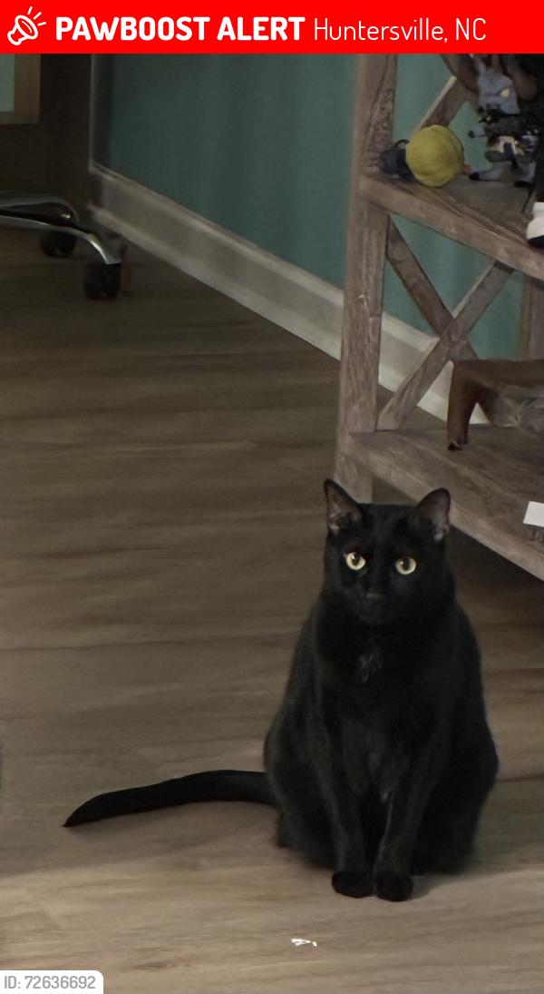 Lost Female Cat last seen Sam fur road and Bradford park, Huntersville, NC 28078