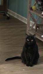 Lost Female Cat last seen Sam fur road and Bradford park, Huntersville, NC 28078