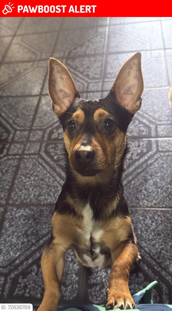 Lost Male Dog last seen Gasera del blvd del raquet, Heroica Nogales, Son. 85621