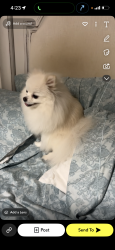 Lost Female Dog last seen Jacksonville FL greenland rd , Jacksonville, FL 32258