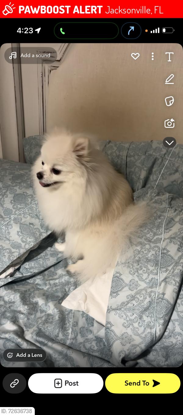 Lost Female Dog last seen Jacksonville FL greenland rd , Jacksonville, FL 32258