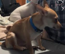 Lost Male Dog last seen I-40E, Albuquerque, NM 87102