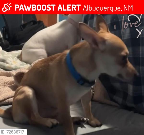 Lost Male Dog last seen I-40E, Albuquerque, NM 87102