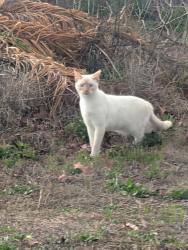 Found/Stray Unknown Cat last seen Coronado Drive and Trollman Street, Spring Hill, FL 34609
