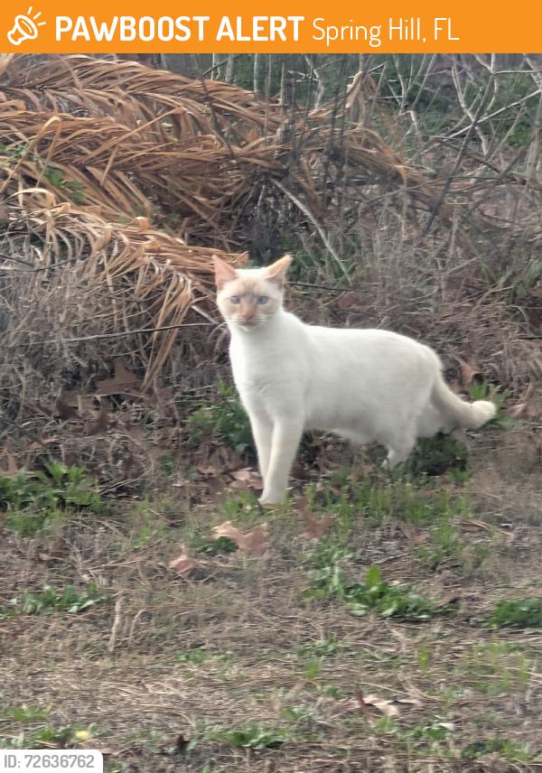 Found/Stray Unknown Cat last seen Coronado Drive and Trollman Street, Spring Hill, FL 34609