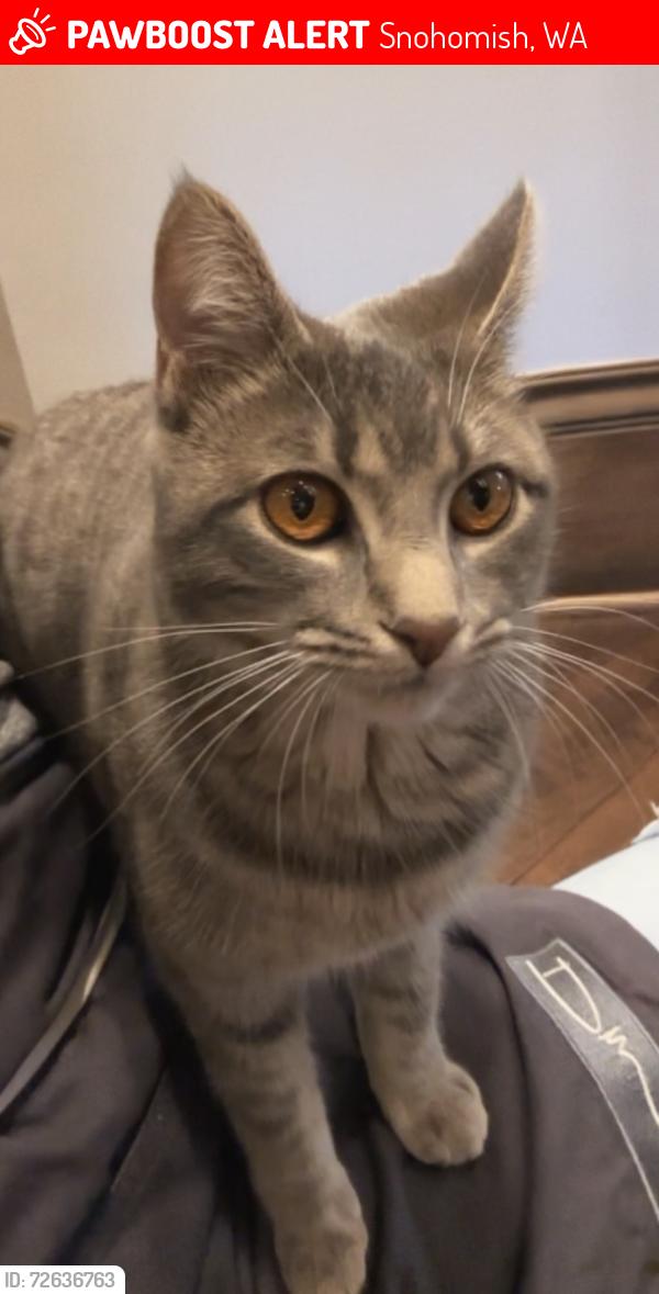 Lost Female Cat last seen Ok mill rd & 147th Ave se , Snohomish, WA 98290