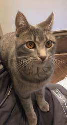 Lost Female Cat last seen Ok mill rd & 147th Ave se , Snohomish, WA 98290