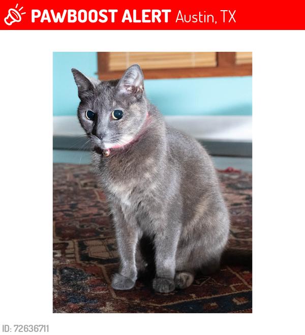 Lost Female Cat last seen 54th and Avenue F, Austin, TX 78751, Austin, TX 78751