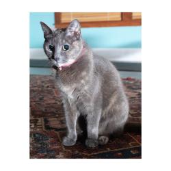 Lost Female Cat last seen 54th and Avenue F, Austin, TX 78751, Austin, TX 78751