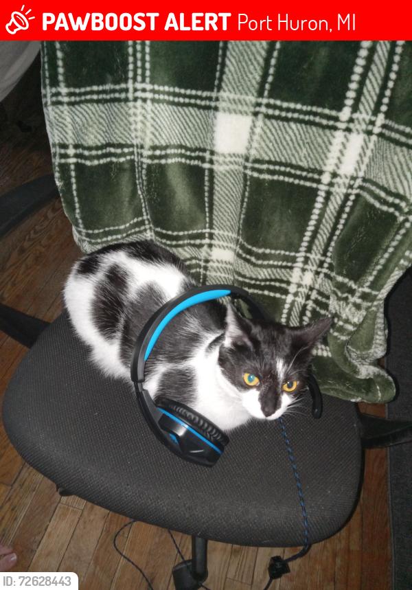 Lost Female Cat last seen Near 17 th street, Port Huron, MI 48060