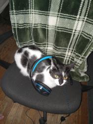 Lost Female Cat last seen Near 17 th street, Port Huron, MI 48060