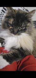 Lost Female Cat last seen Mitc Dr. And Canyon Ave, Wilder, ID 83676