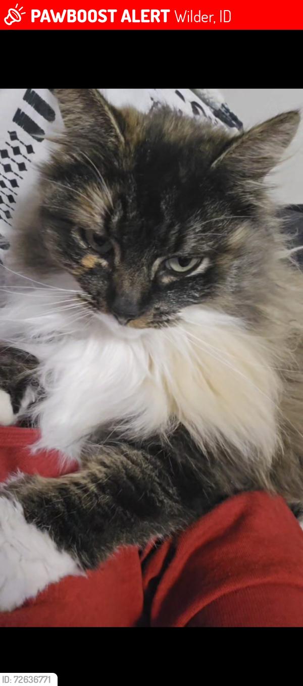 Lost Female Cat last seen Mitc Dr. And Canyon Ave, Wilder, ID 83676