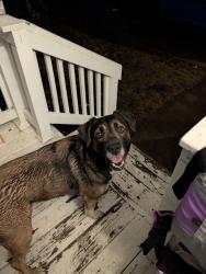Found/Stray Female Dog last seen 18th and West Virginia, Sebring, OH 44672