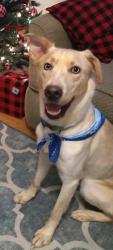 Lost Female Dog last seen Near soccer fields on Lemoyne Blvd, Biloxi, MS 39532