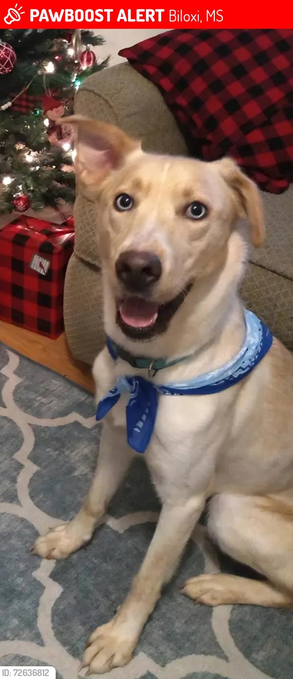 Lost Female Dog last seen Near soccer fields on Lemoyne Blvd, Biloxi, MS 39532