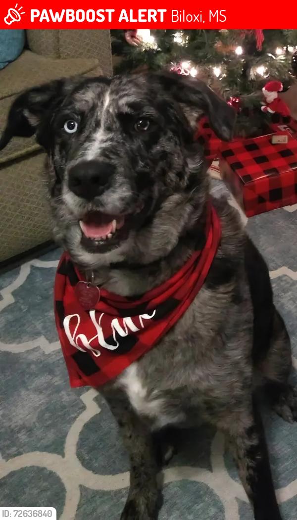 Lost Female Dog last seen Near soccer fields on Lemoyne Blvd, Biloxi, MS 39532