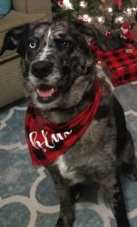 Lost Female Dog last seen Near soccer fields on Lemoyne Blvd, Biloxi, MS 39532