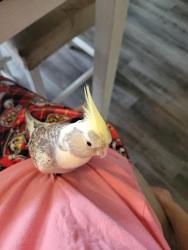Lost Female Bird last seen Near Washington Post Rd, New Bern, NC 28562