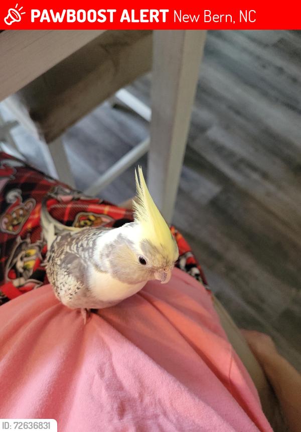 Lost Female Bird last seen Near Washington Post Rd, New Bern, NC 28562