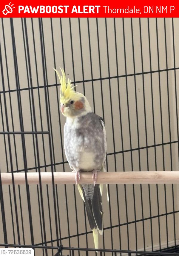 Lost Male Bird last seen Landmarks boardwalk, Thorndale, ON N0M 2P0