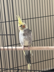 Lost Male Bird last seen Landmarks boardwalk, Thorndale, ON N0M 2P0