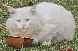 Found/Stray Unknown Cat last seen Stilson highlands Linbrook Blvd worthington oh 43235, Columbus, OH 43235