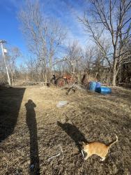 Lost Male Cat last seen bennington road , Omaha, NE 68142