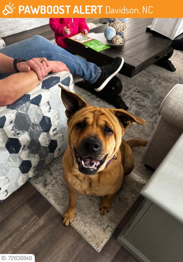 Found/Stray Female Dog last seen Publix at Sam furr and Davidson concord , Davidson, NC 28036