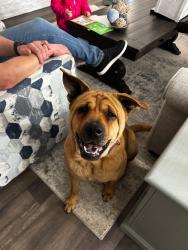 Found/Stray Female Dog last seen Publix at Sam furr and Davidson concord , Davidson, NC 28036