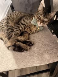 Lost Male Cat last seen Dorset dr, Greenville, NC 27858