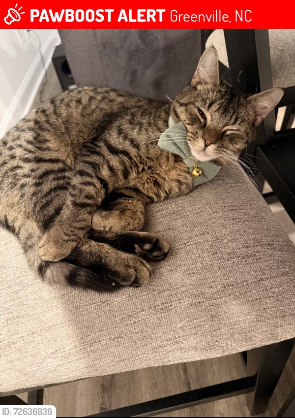 Lost Male Cat last seen Dorset dr, Greenville, NC 27858