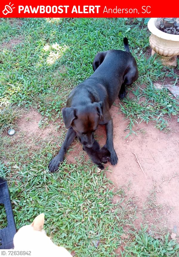 Lost Male Dog last seen Meadow hills dr , Anderson, SC 29624