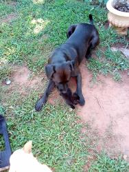 Lost Male Dog last seen Meadow hills dr , Anderson, SC 29624