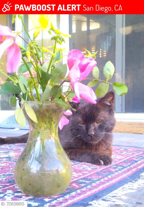 Lost Male Cat last seen Alvin and Kelton, San Diego, CA 92114