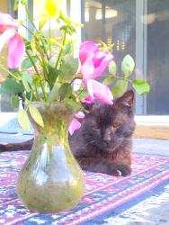 Lost Male Cat last seen Alvin and Kelton, San Diego, CA 92114